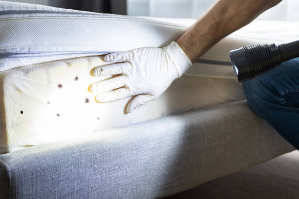 Best Rat Extermination Near Me  in Rainsville, AL