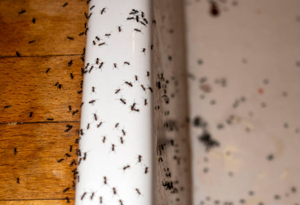 Best Cockroach Control Services  in Rainsville, AL