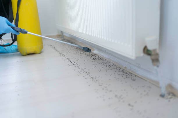 Pest Prevention Services in Rainsville, AL